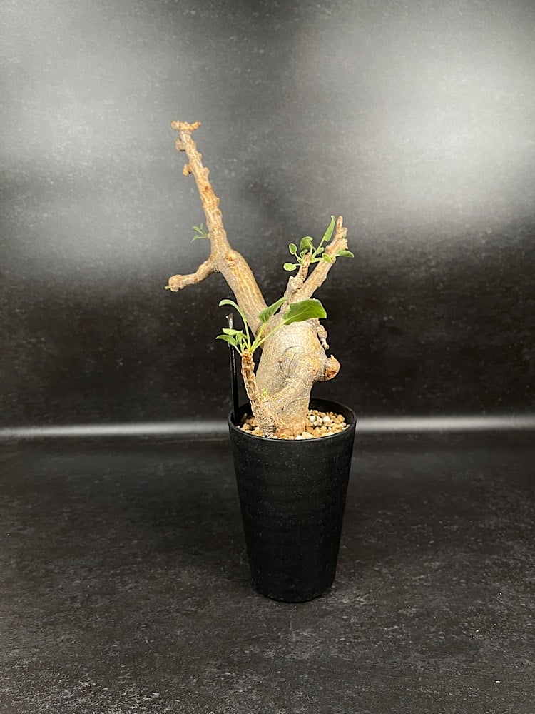 コミフォラ ドレイク ブロックマニー 「Commiphora drakebrockmanii」