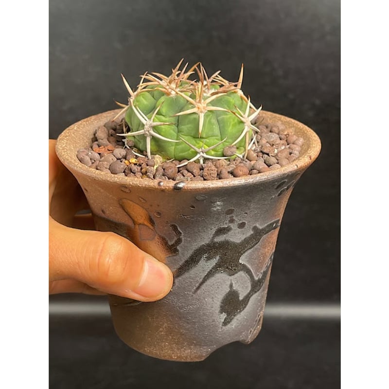 ギムノカリキウム フェロシオール 応天門 実生 + 萬古焼 植木鉢 金彩