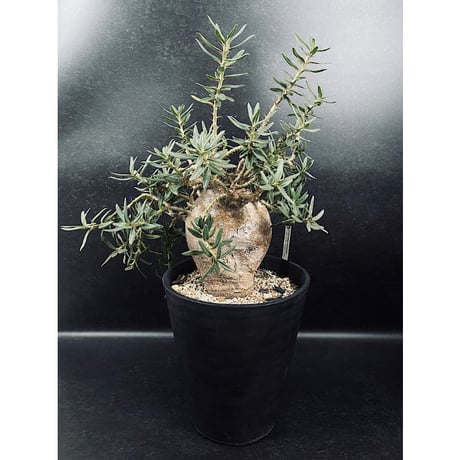 パキポディウム　ビスピノーサム　現地球 pachypodium bispinosum 《小さめM size》※現地球発根後店主国内