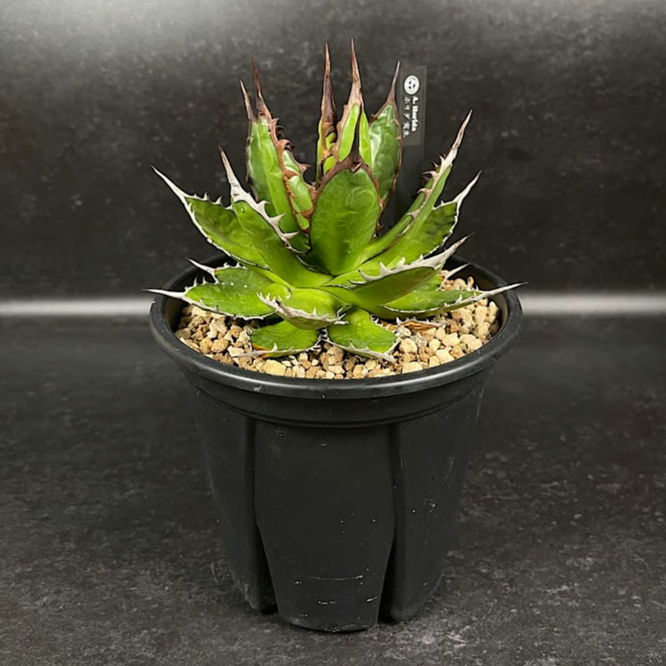アガベ ホリダ 実生 短葉 選抜個体 「Agave Horida」 AG1-838 | EM
