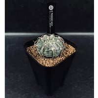 EMP サンセベリア Niaphat dwarf / SA397 サンセベリア ニアパット ドワーフ「Sansevieria Niaphat dwarf