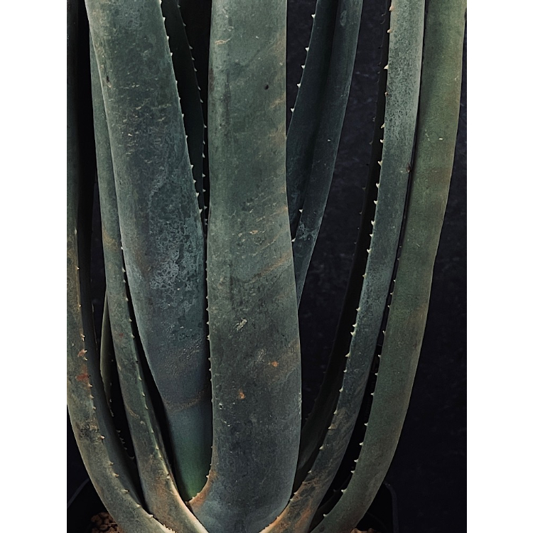 アロエ スザンナエ「Aloe suzannae」 A67-4 | EM Plants