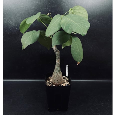 CATEGORY ボンバックス | EM Plants Online Store