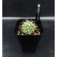 ギムノカリキウム フェロシオール 実生「Gymnocalycium hybopleurum v