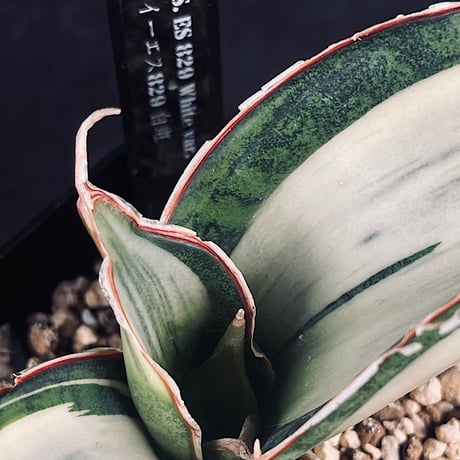 サンセベリア ES829 白斑 「Sansevieria ES829 White var.」  SA355