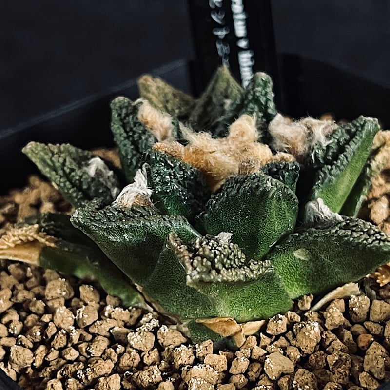 サボテン 亀甲牡丹ゴジラ 国内実生繁殖苗 実生接 キリン台付 鉢ごと発送