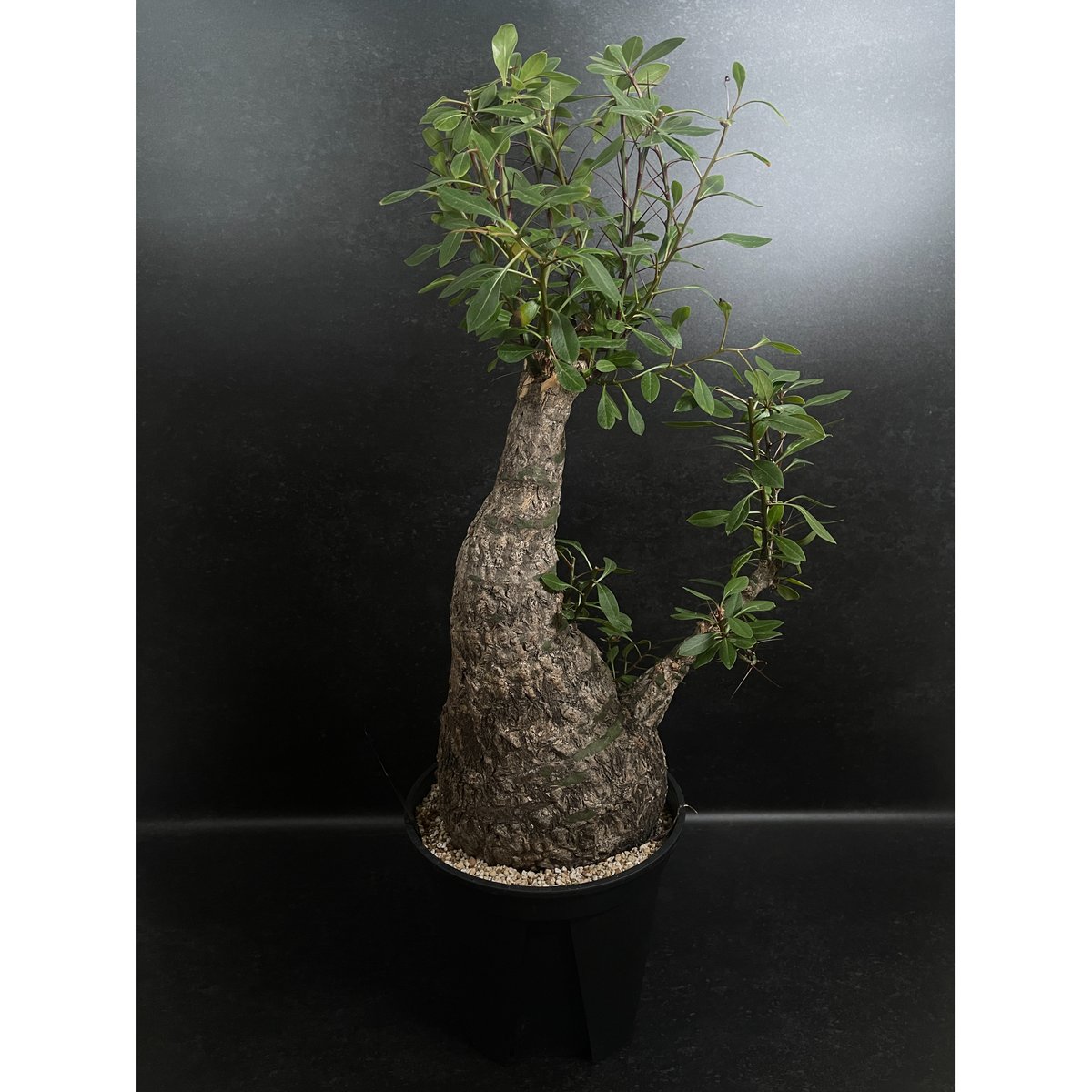 フォークイエリア ファシクラータ「Fouquieria fasciculata