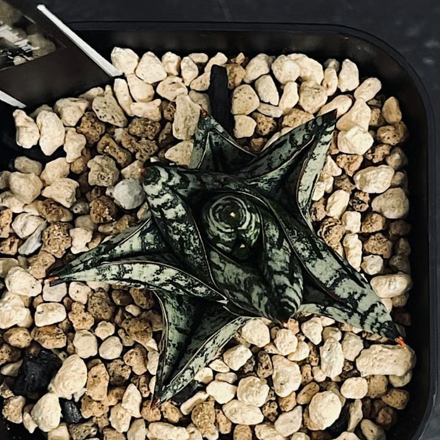 EMP サンセベリア ニアパット ドワーフ / 小型種 SA397 EMP サンセベリア ニアパット ドワーフ / 小型種 SA397 - メルカリ