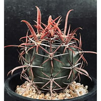 パキポディウム サキュレンタム 特大 現地球 「Pachypodium succulentum