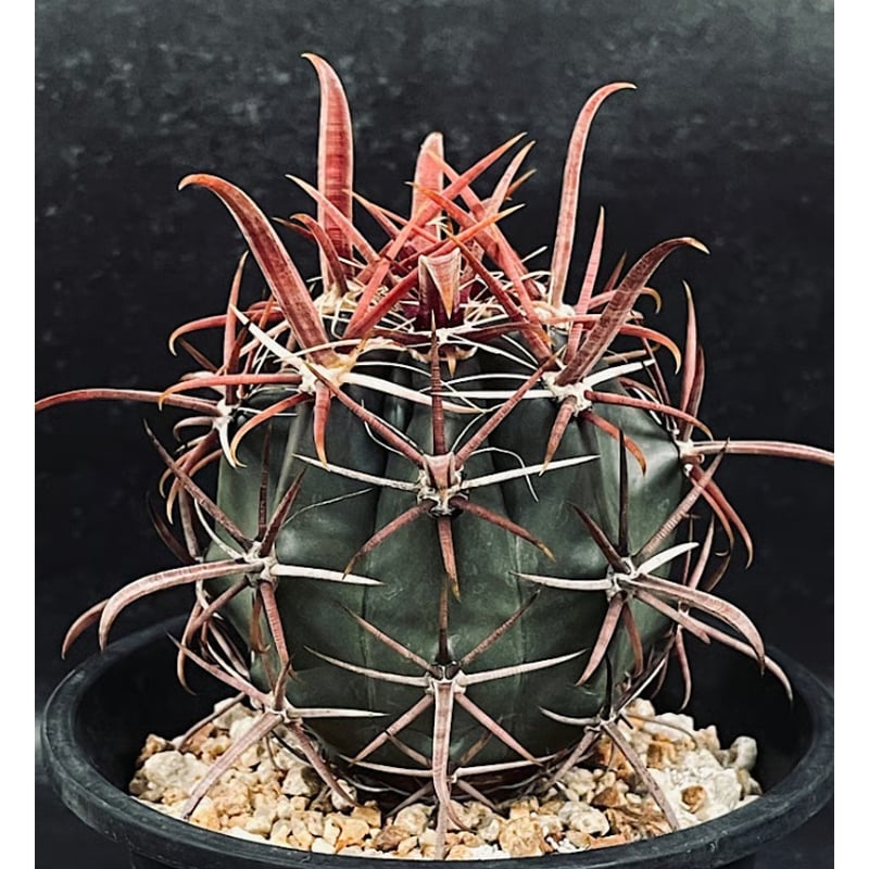 フェロカクタス 神仙玉 南方形 実生 「Ferocactus gracilis subsp.
