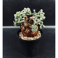 アデニウム.スワジクム アデニウム スワジクム 「Adenium swazicum」59R | SHOUCHIKUEN