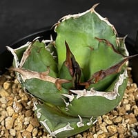 フェロカクタス 神仙玉 南方形 実生 「Ferocactus gracilis subsp.