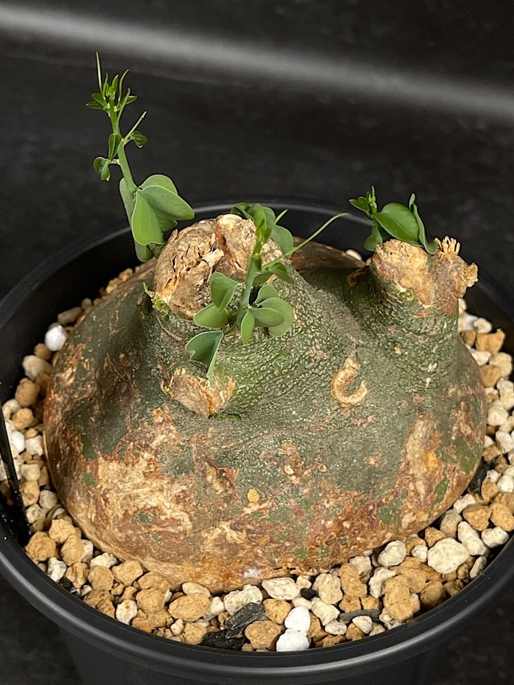 アデニア スピノーサ 現地球 「Adenia spinosa」 選抜株 CX177 | EM