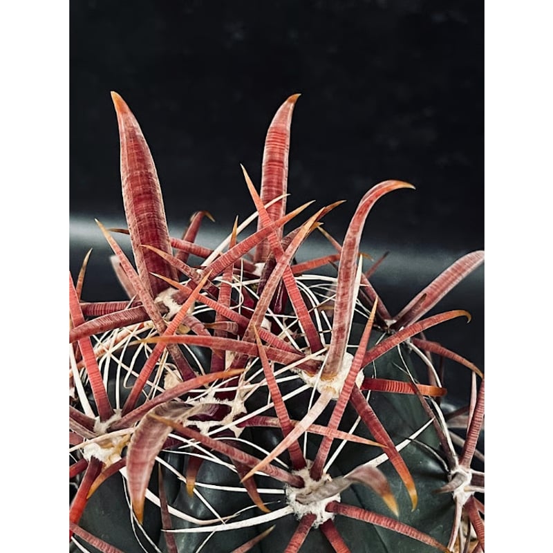 フェロカクタス 神仙玉 南方形 実生 「Ferocactus gracilis subsp.