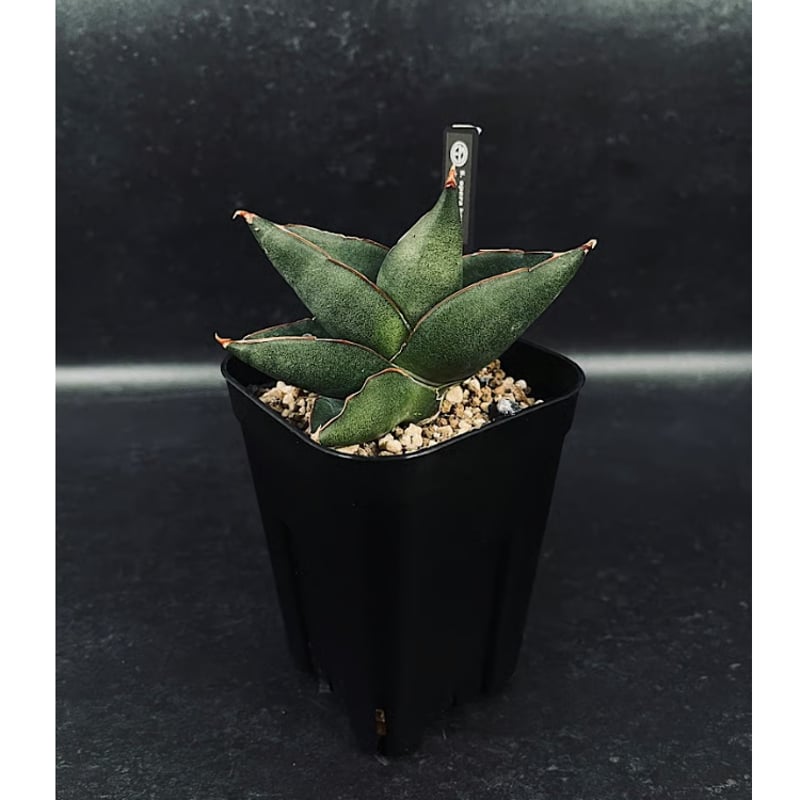 サンセベリア オペラハウス「Sansevieria Opera House」SA306 | E