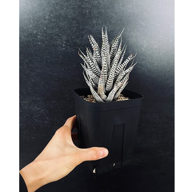 ハオルチア 霜降り 十二の巻 HA22 | EM Plants Online Store