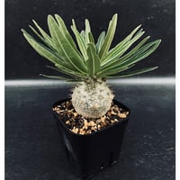 サンセベリア モモ 「Sansevieria Momo」 SA346 | EM Plants