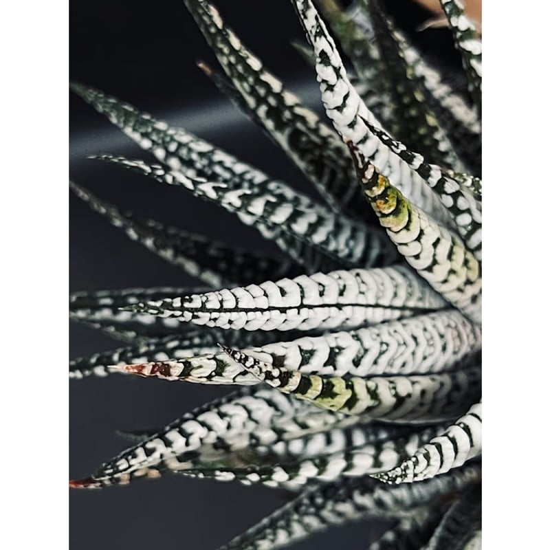 ハオルチア 霜降り 十二の巻 HA22-2 | EM Plants Online Store