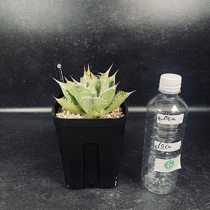 アガベ チタノタ シエラミクスティカ 「Agave FO-076 Sierra Mixteca