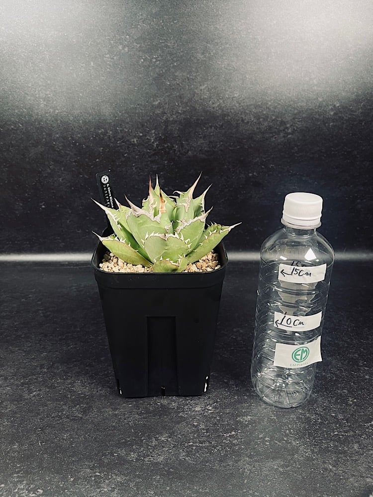 アガベ セット売り① ウネリ君とシエラミクスティカ アガベ セット売り① ウネリ君とシエラミクスティカ アガベ チタノタ