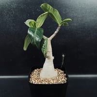 アデニウム スワジクム 「Adenium swazicum」 AD16-3 | EM Plan