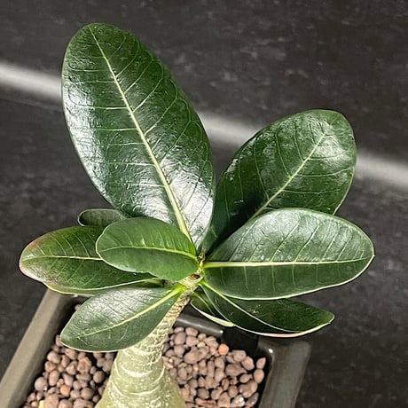アデニウム アラビカム イエメン + 萬古焼 植木鉢 国内実生株  「Adenium arabicum  Yemen」