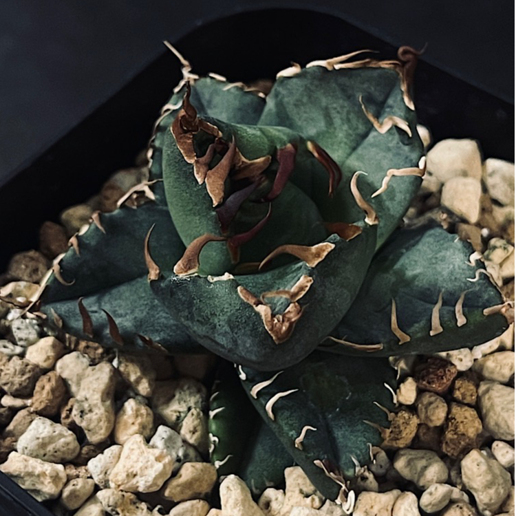 アガベ Agave 魔丸 ボール型 111 Growing environment for growing