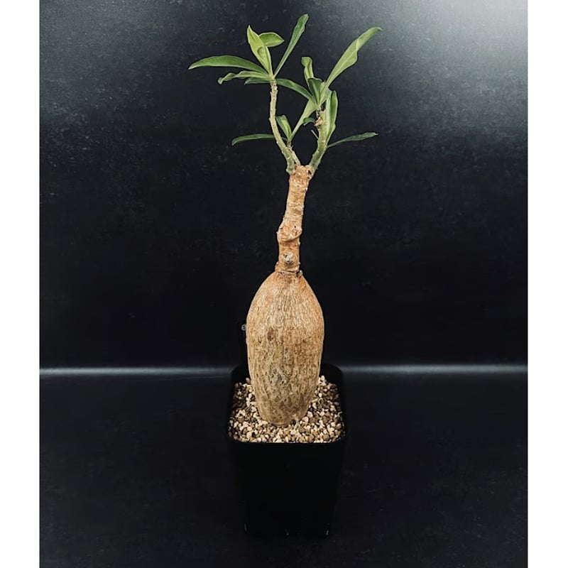 アデニウム スワジクム 「Adenium swazicum」 AD16-3 | EM Plan