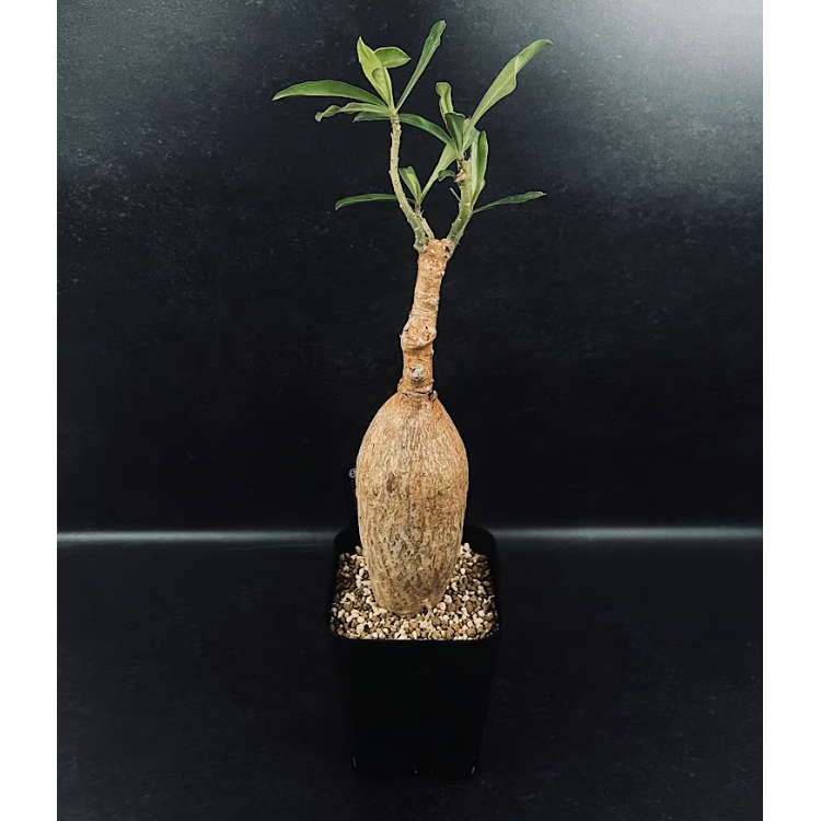 アデニウム スワジクム「Adenium swazicum」AD16-3 | EM Plants