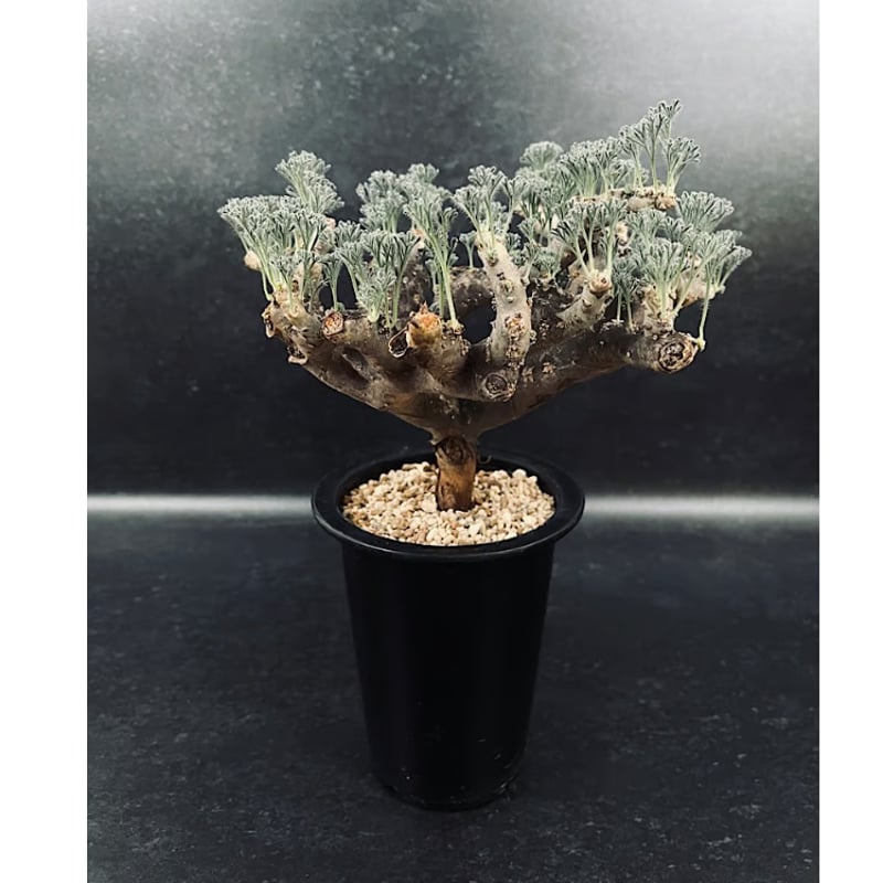 モンソニア ムルチフィダ「Monsonia multifida」CX114 | EM Plan