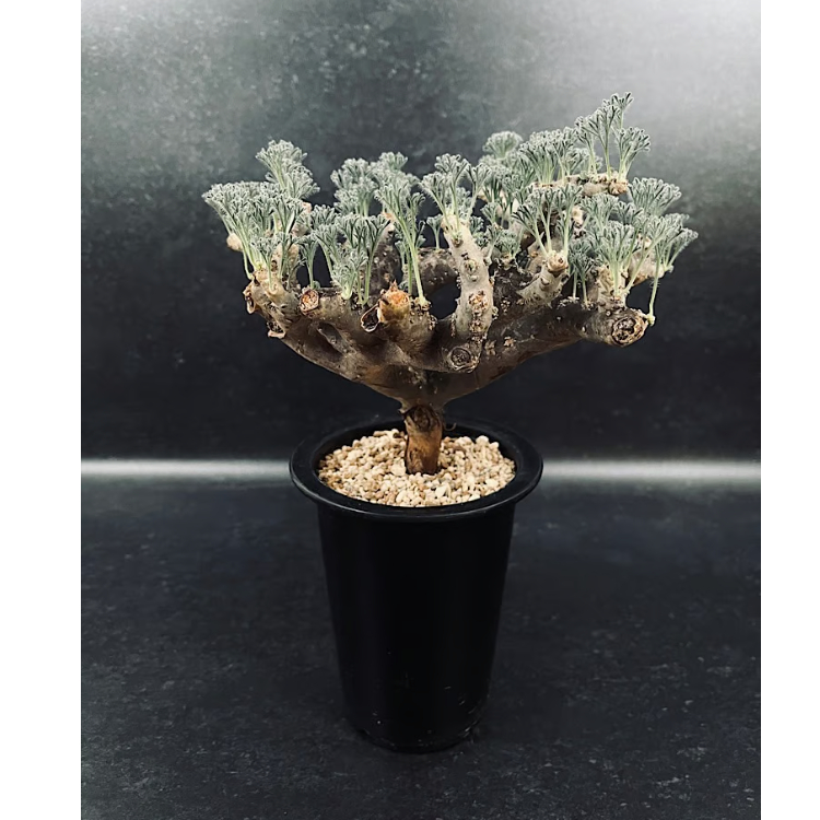 モンソニア ムルチフィダ「Monsonia multifida」CX114 | EM Plan