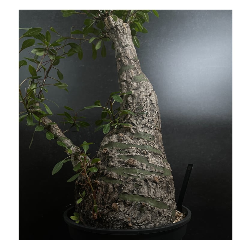 フォークイエリア ファシクラータ「Fouquieria fasciculata」Wo12 |