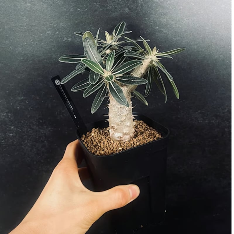 パキポディウム ロスラーツム カクチぺス 亜種 実生 「Pachypodium