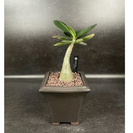アデニウム アラビカム イエメン + 萬古焼 植木鉢 国内実生株  「Adenium arabicum  Yemen」