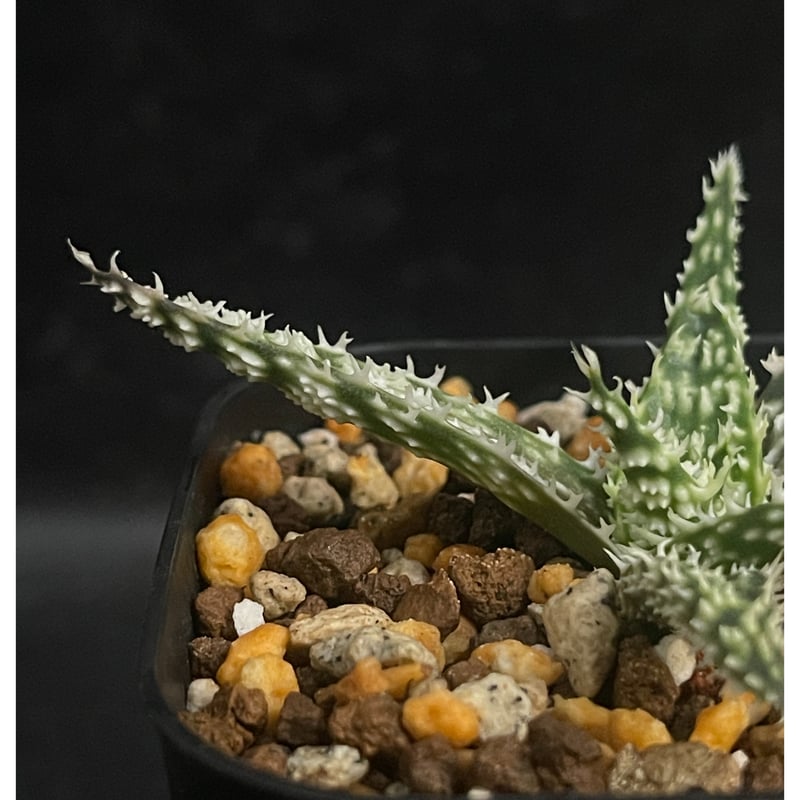 ALOE　※他の方は購入できません 楽天市場】【ふるさと納税】【健康習慣】完熟アロエまるごとカプセル 3