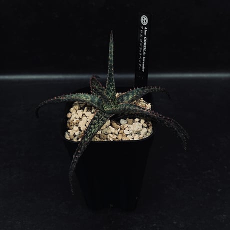 CATEGORY アロエ | EM Plants Online Store