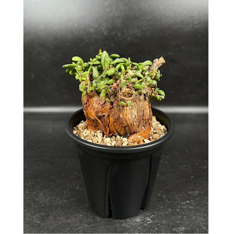 ケラリア ピグマエア 現地球 「Ceraria pygmaea」 CX155 | EM Pla