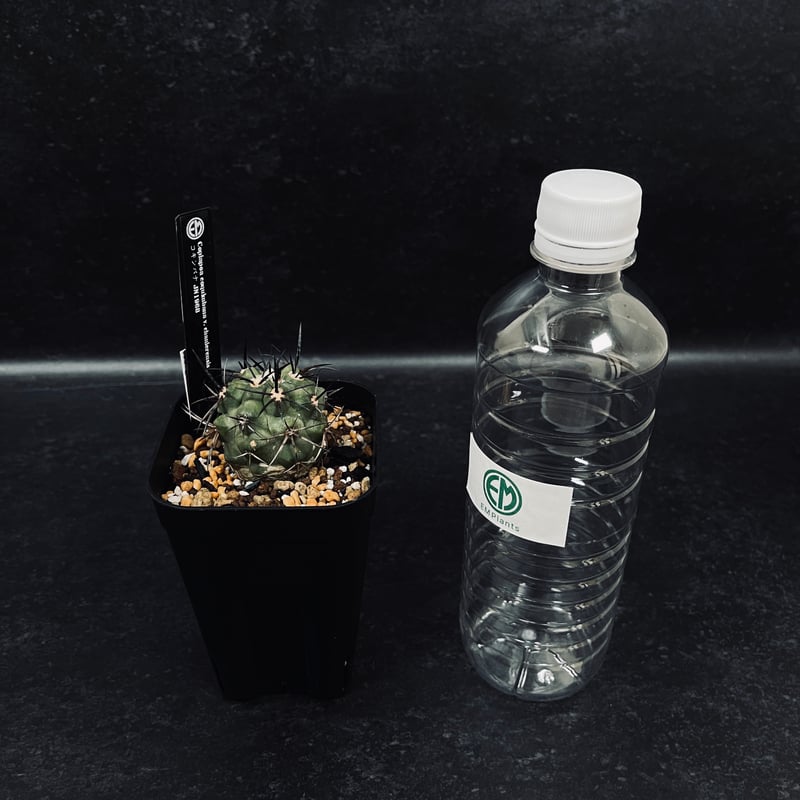 コピアポア　コクインバナ　強刺 コピアポア コクインバナ 強刺 コピアポア コクインバナ 強刺