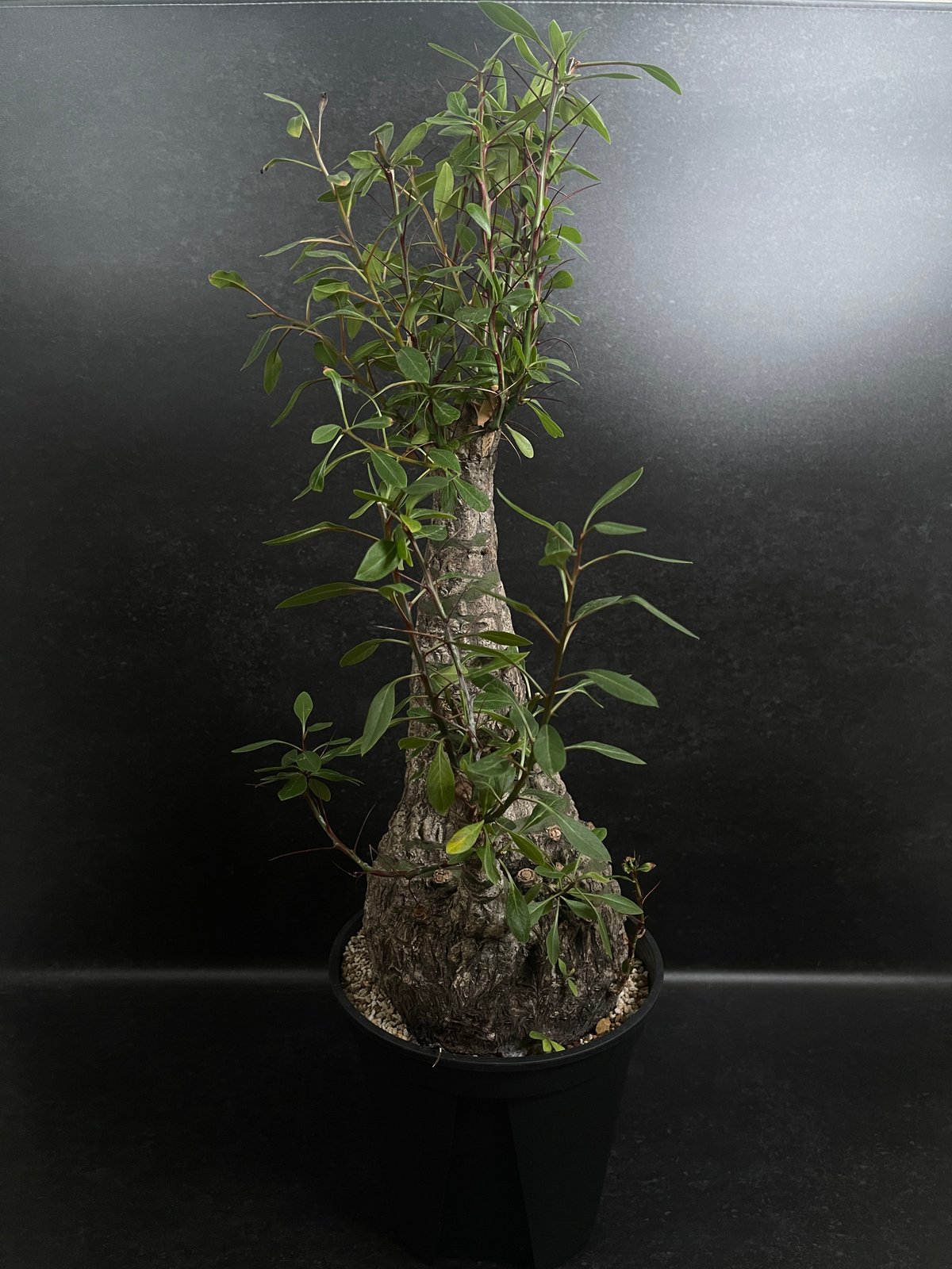 Fouquieria fasciculata フォークイエリア ファシクラータ フォークイエリア ファシクラータ / Fouquieria fasciculata no.4