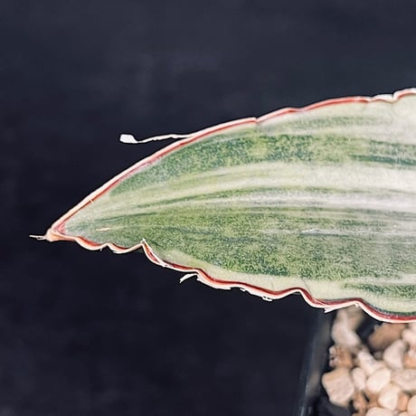サンセベリア ES829 白斑 「Sansevieria ES829 White var.」  SA355