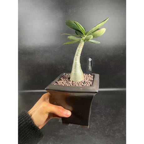 アデニウム アラビカム イエメン + 萬古焼 植木鉢 国内実生株  「Adenium arabicum  Yemen」