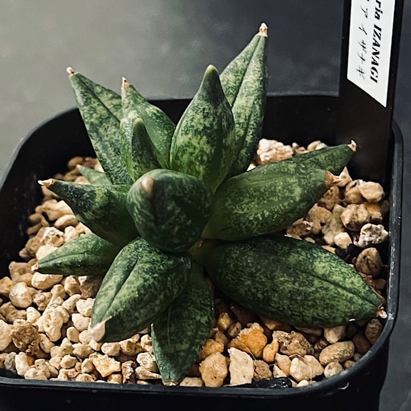 サンセベリア イザナギ 選抜個体「Sansevieria Izanagi」SA62-1 | E