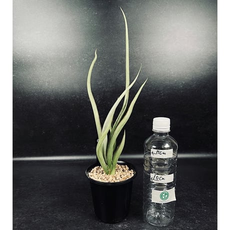 サンセベリア シルバー スパイラル　「Sansevieria Silver Spiral」　C134