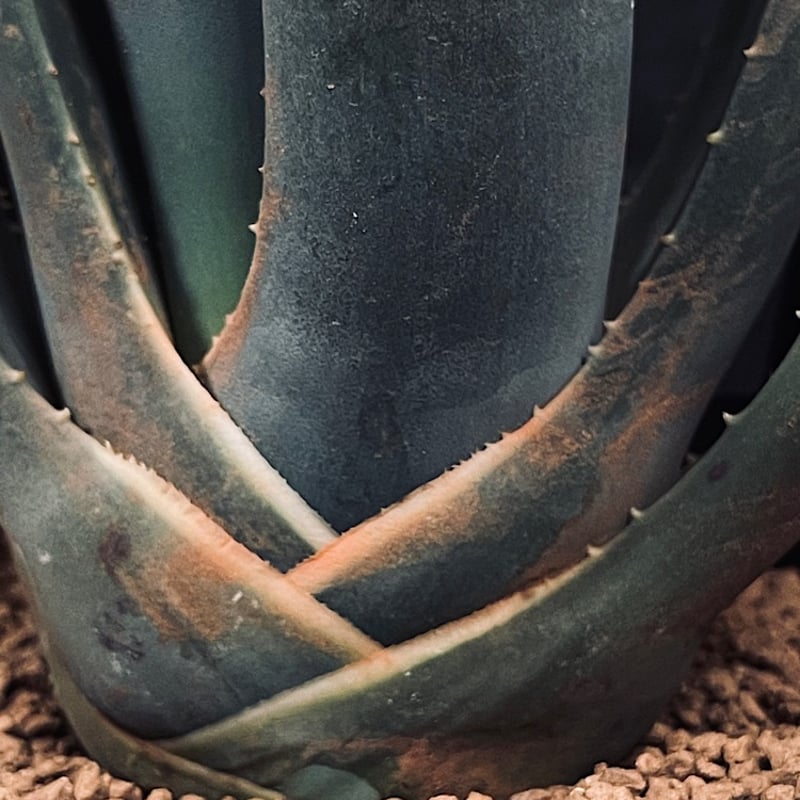 アロエ スザンナエ「Aloe suzannae」 A67-4 | EM Plants Onli