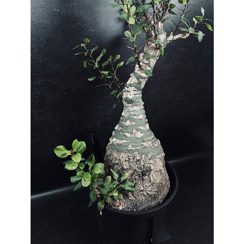 フォークイエリア ファシクラータ Fouquieria fasciculata Fouquieria fasciculata フォークイエリア ファシクラータ Fouquieria