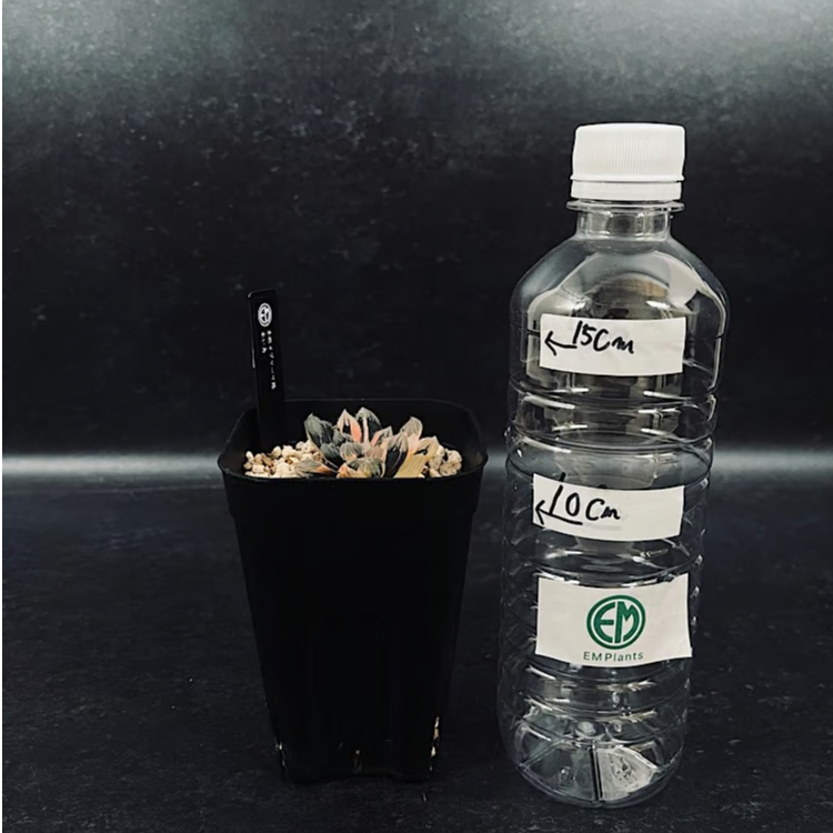 ハオルチア 赤斑オブツーサ 赤い鳥 HA305 | EM Plants Online Store