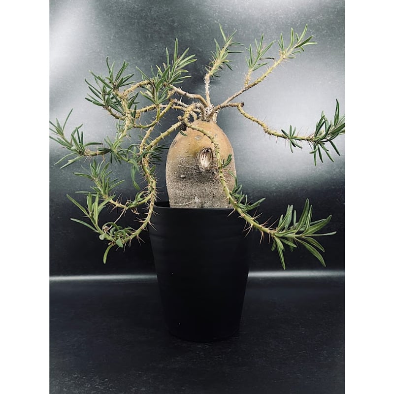 パキポディウム サキュレンタム 特大「Pachypodium succulentum