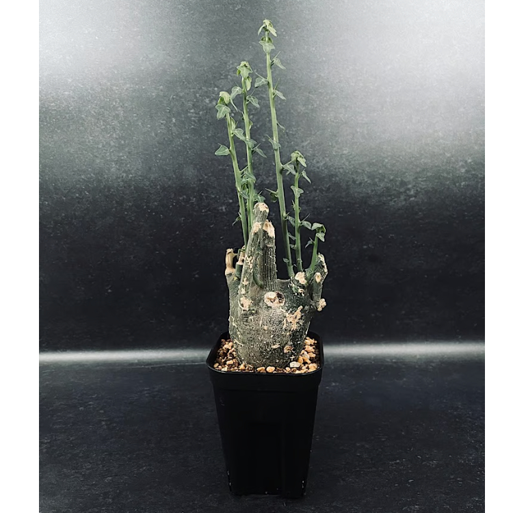 アデニア プセウドグロボーサ 現地球 Adenia pseudoglobosa