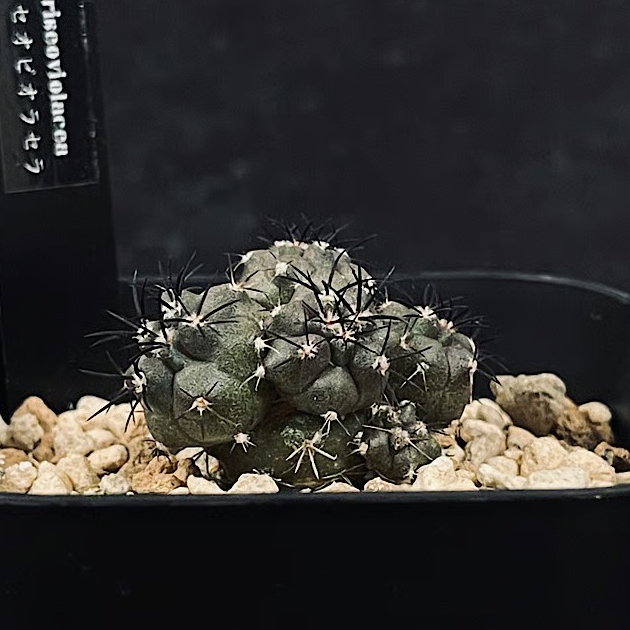 コピアポアグリセオビオラセア (Copiapoa griseoviolacea) コピアポアグリセオビオラセア (Copiapoa griseoviolacea) ①