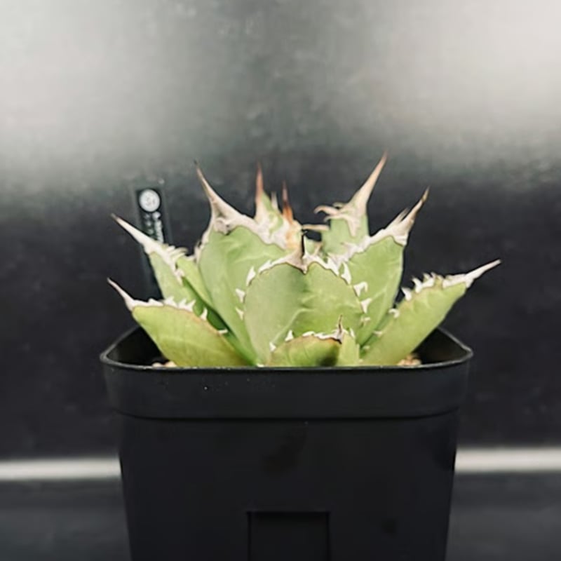 アガベ チタノタ シエラミクスティカ 「Agave FO-076 Sierra